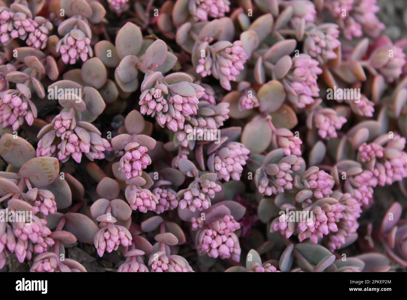 Hylotelephium cauticola `Lidakense´ Stock Photo